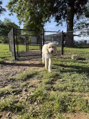 Dog Park - Buffalo Valley, TN