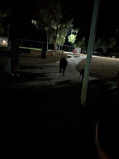 Bullhead City Dog Park - Bullhead City, AZ