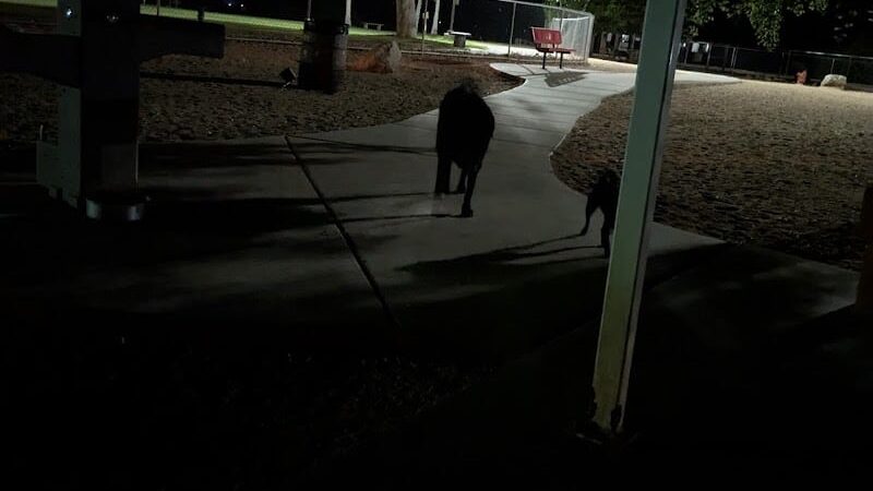 Bullhead City Dog Park - Bullhead City, AZ