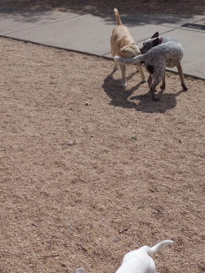 Bullhead City Dog Park - Bullhead City, AZ