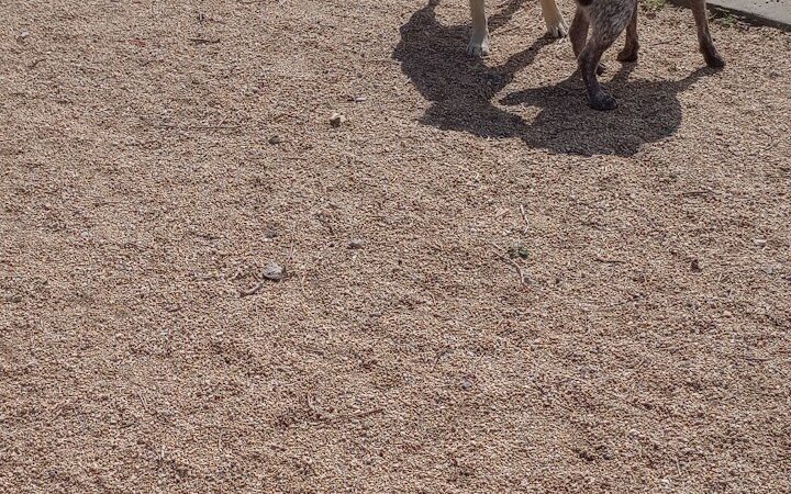 Bullhead City Dog Park - Bullhead City, AZ