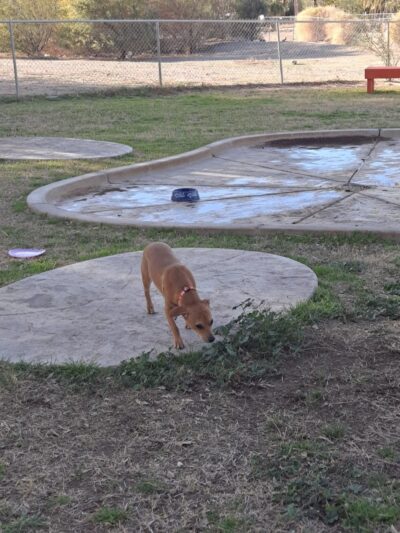 Bullhead City Dog Park - Bullhead City, AZ