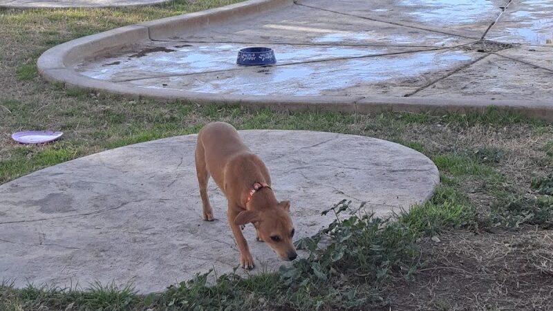 Bullhead City Dog Park - Bullhead City, AZ