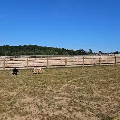 Idlewild Dog Park - Burlington,