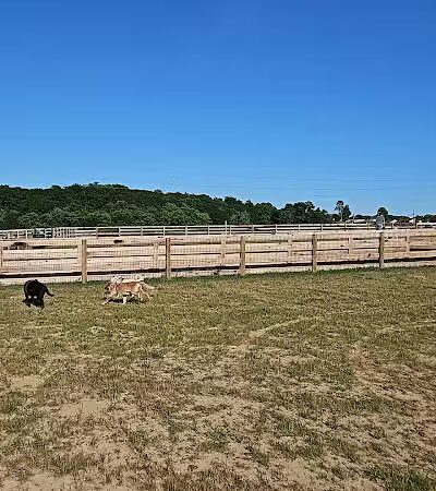 Idlewild Dog Park - Burlington,