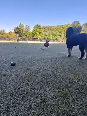 Burlington Dog Park at Rahanis Park - Burlington, MA