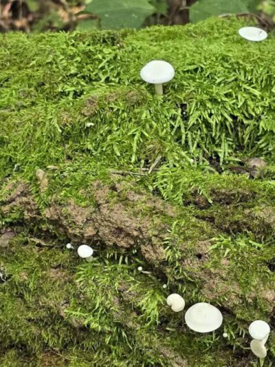 Alimagnet Dog Park - Burnsville, MN