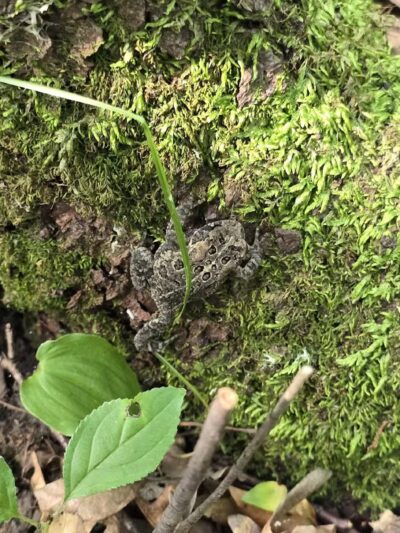Alimagnet Dog Park - Burnsville, MN