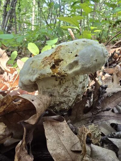 Alimagnet Dog Park - Burnsville, MN