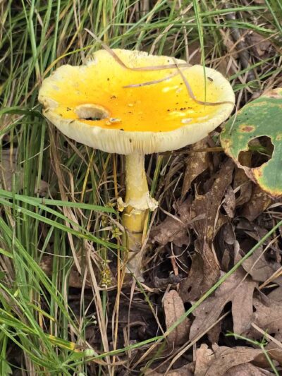 Alimagnet Dog Park - Burnsville, MN