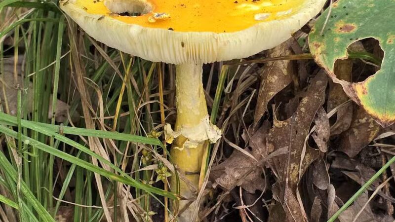 Alimagnet Dog Park - Burnsville, MN