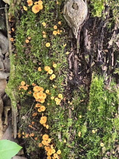 Alimagnet Dog Park - Burnsville, MN