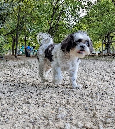 Alimagnet Dog Park - Burnsville, MN