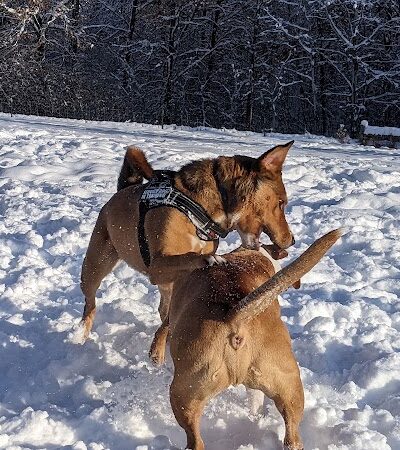 Alimagnet Dog Park - Burnsville, MN