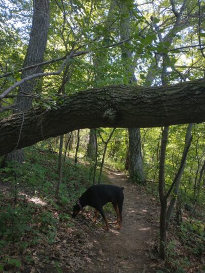 Alimagnet Dog Park - Burnsville, MN