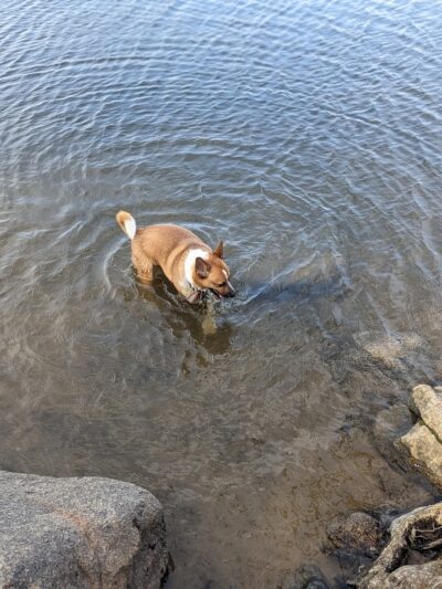 Alimagnet Dog Park - Burnsville, MN