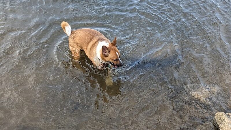 Alimagnet Dog Park - Burnsville, MN