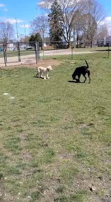 Railroad Park - Burr Oak,