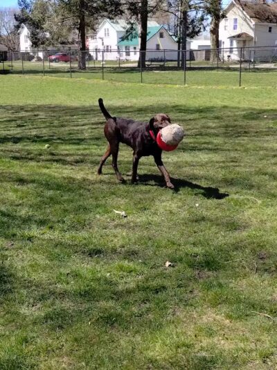 Railroad Park - Burr Oak,