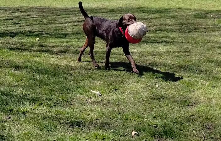 Railroad Park - Burr Oak,