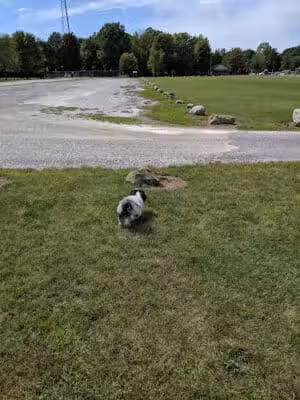 Taymouth Township Park - Burt, MI