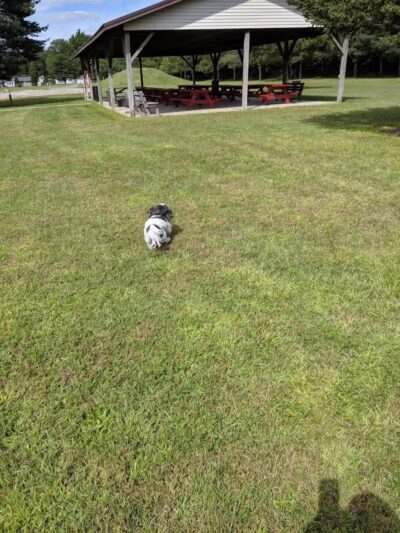 Taymouth Township Park - Burt, MI