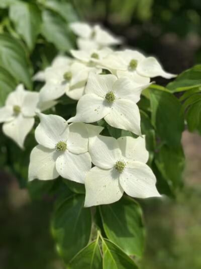 Davison Roadside Park - Burton, MI