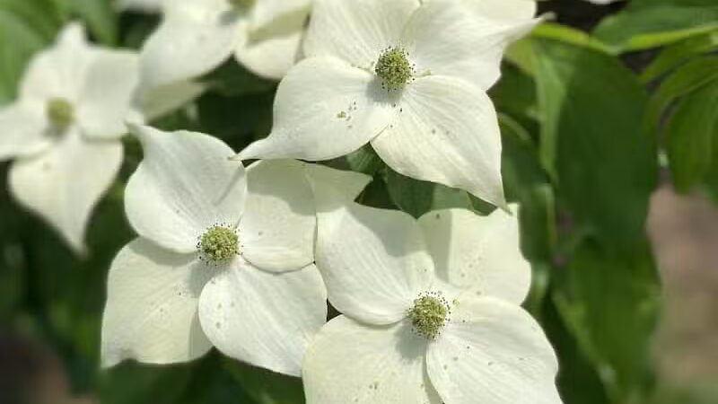 Davison Roadside Park - Burton, MI