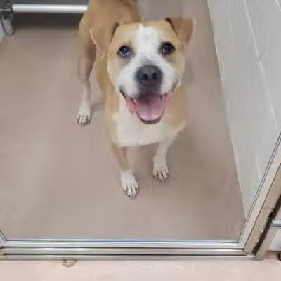 Humane Society-Genesee County - Burton, MI