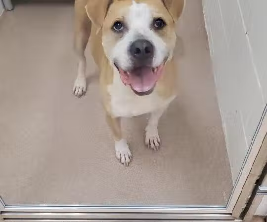Humane Society-Genesee County - Burton, MI