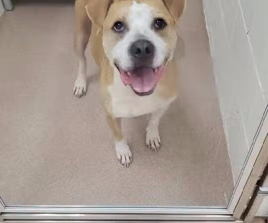 Humane Society-Genesee County - Burton, MI