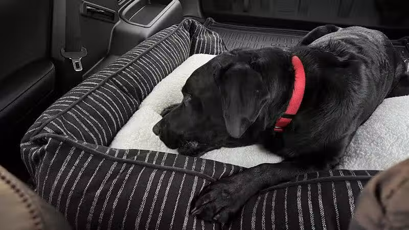 Humane Society-Genesee County - Burton, MI