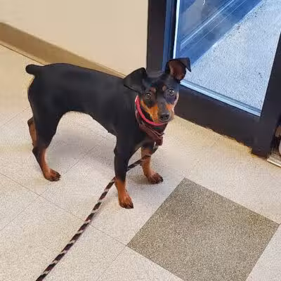 Humane Society-Genesee County - Burton, MI