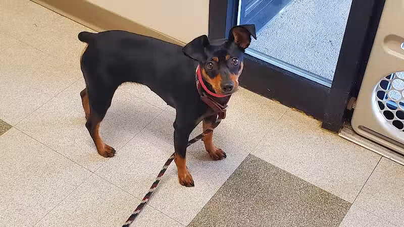 Humane Society-Genesee County - Burton, MI