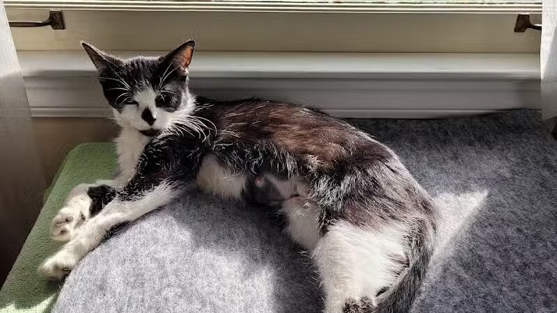 Humane Society-Genesee County - Burton, MI