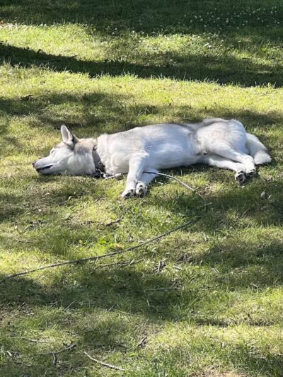 Humane Society-Genesee County - Burton, MI