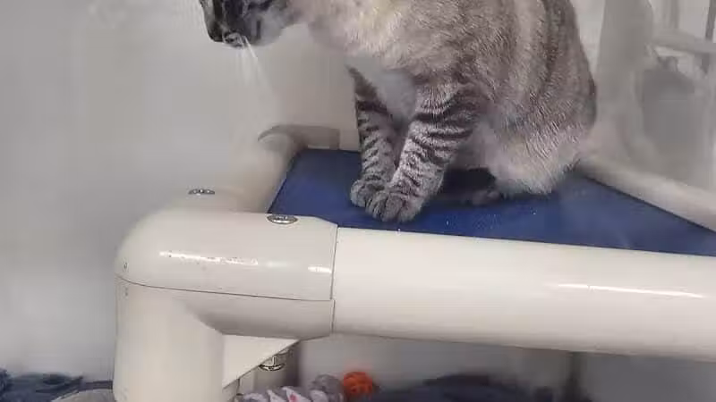 Humane Society-Genesee County - Burton, MI