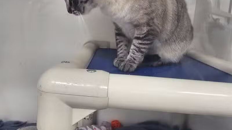 Humane Society-Genesee County - Burton, MI