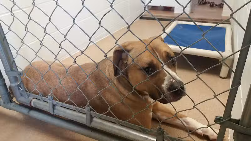 Humane Society-Genesee County - Burton, MI