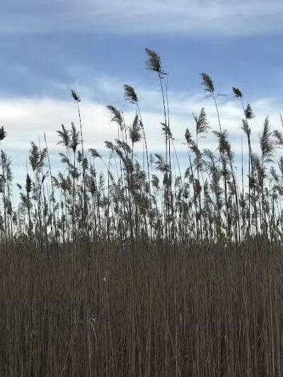 Kelly Lake Park - Burton, MI