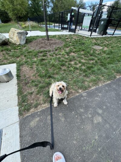 Dog Park - Burtonsville, MD