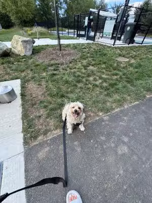 Dog Park - Burtonsville, MD