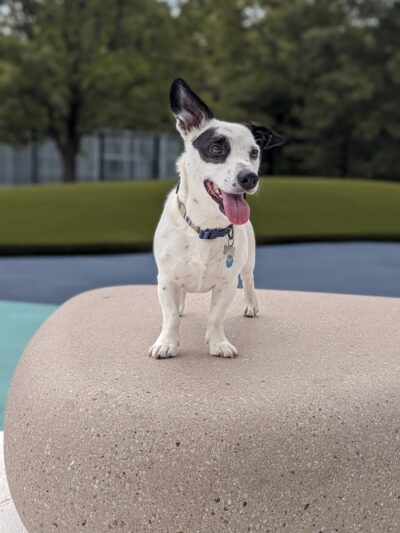 Dog Park - Burtonsville, MD