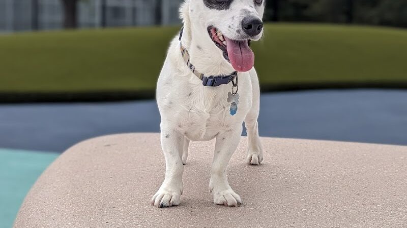 Dog Park - Burtonsville, MD