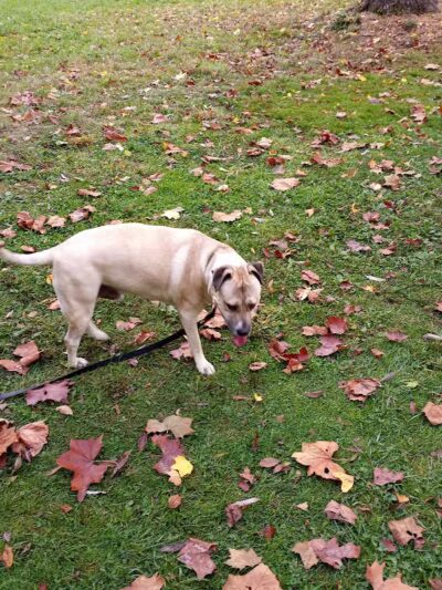 Brewer Park - Byron Center, MI