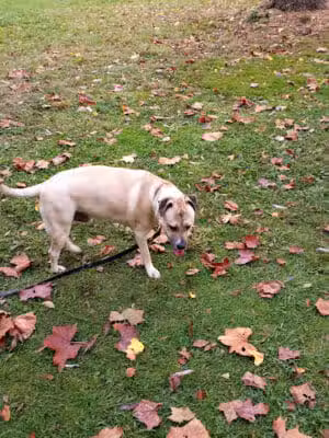 Brewer Park - Byron Center, MI