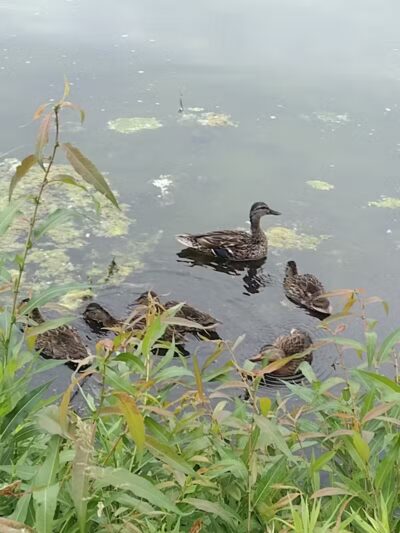 Whistlestop Park - Byron Center, MI