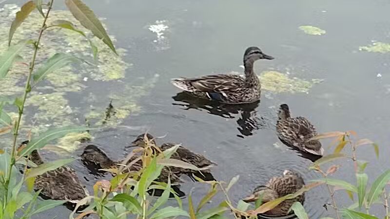 Whistlestop Park - Byron Center, MI