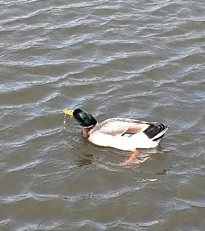 Whistlestop Park - Byron Center, MI