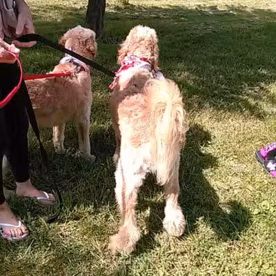 June's Pet Grooming - Byron, MI